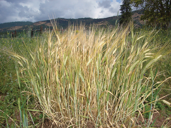 wheat_tall_72dpi