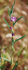grasslands3_72dpi