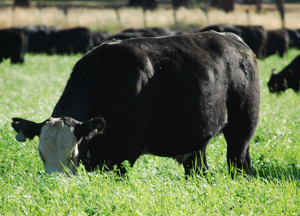 grazing_72dpi